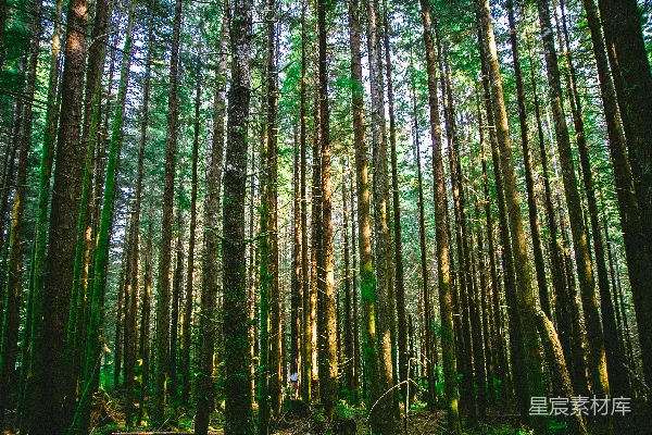 高清摄影 森林中的树木摄影