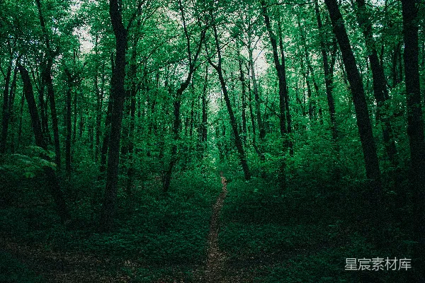 高清摄影 白天绿草地上有绿树
