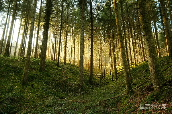 高清摄影 一片充满高大树木的森林