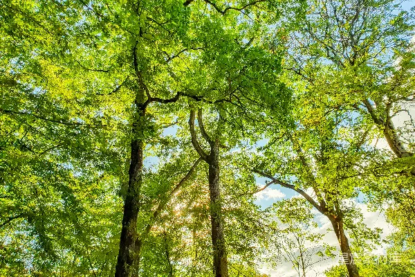 高清摄影 白天绿草地上有绿树。