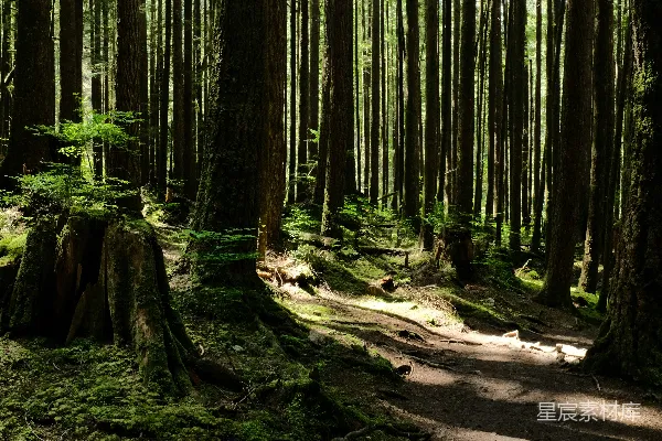 高清摄影 森林景观摄影