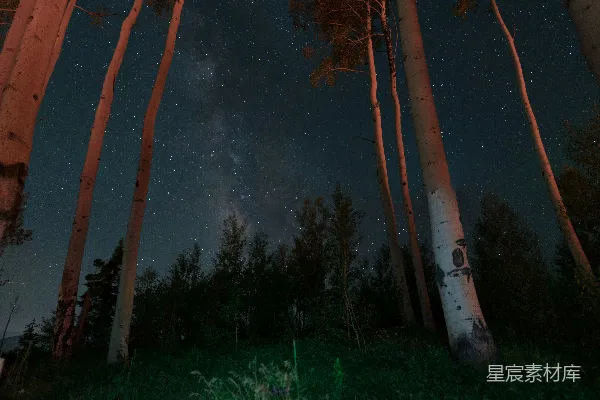高清摄影 树木的风景摄影