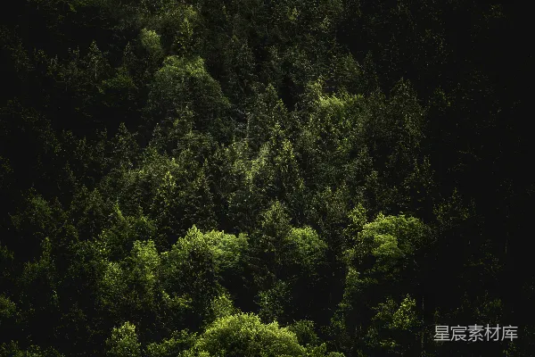 高清摄影 航拍绿树照片