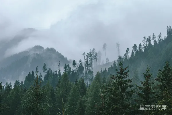 高清摄影 白天山上的绿树