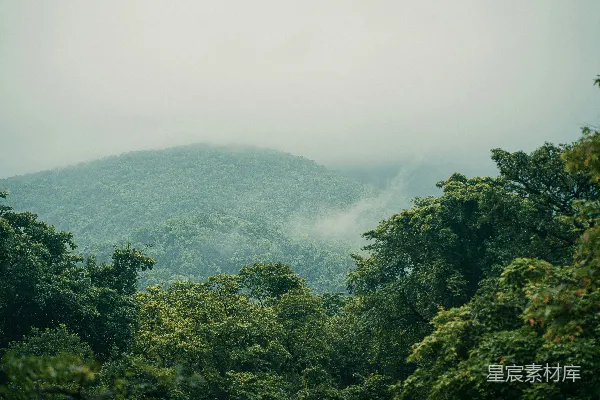 高清摄影 一片森林的景象，背景中有一座山。