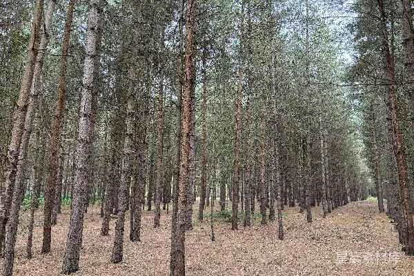 高清摄影 一片充满高大松树的森林
