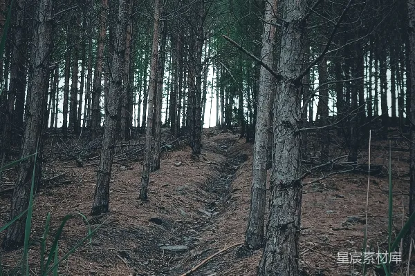 高清摄影 森林中间的一条小路