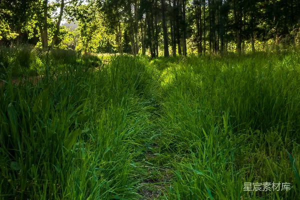 高清摄影 一条穿过草地的路