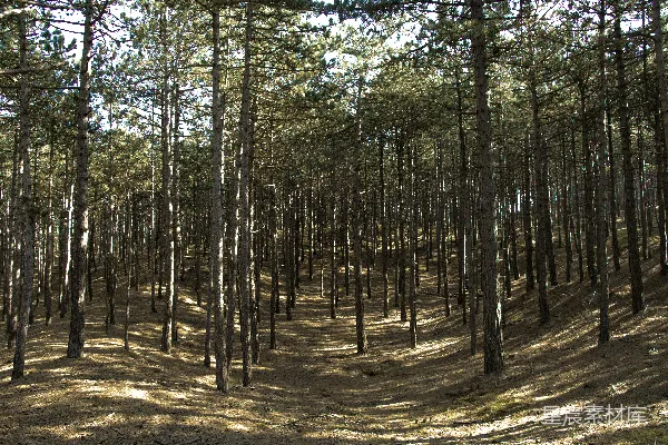 高清摄影 一片茂密的松树林，有许多高大的松树。