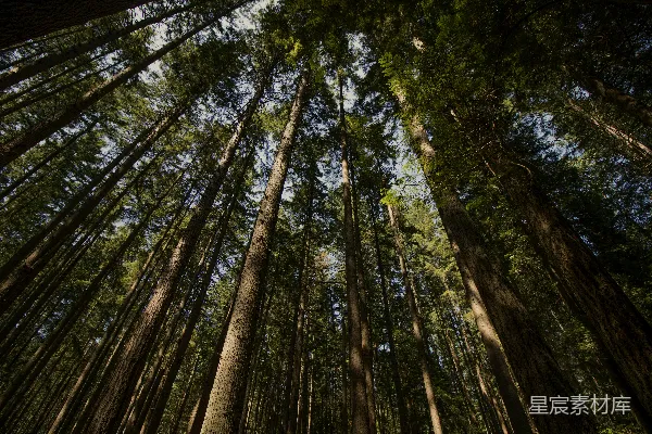 高清摄影 白天拍摄的低角度绿色树木照片
