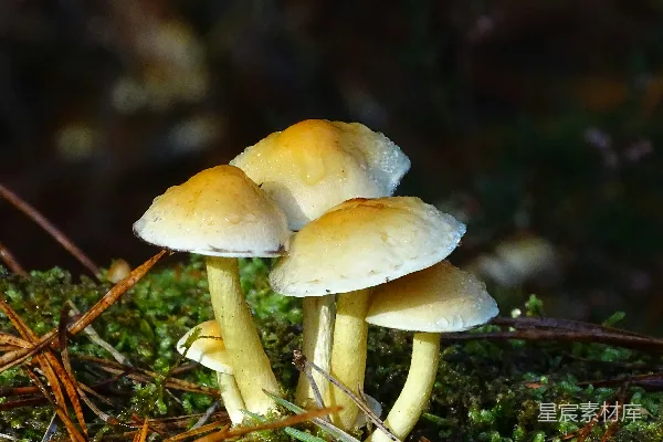 高清摄影 一群蘑菇