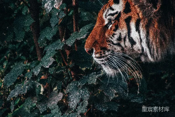 高清摄影 森林中的老虎