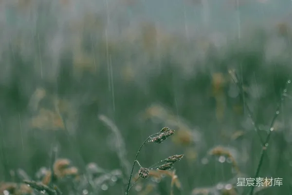 高清摄影 白天的绿色草地