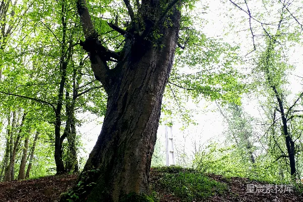 高清摄影 一棵长满青苔的树在树林里