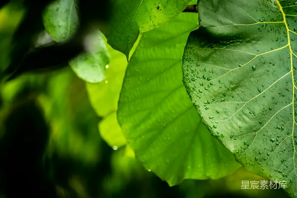 高清摄影 绿叶植物