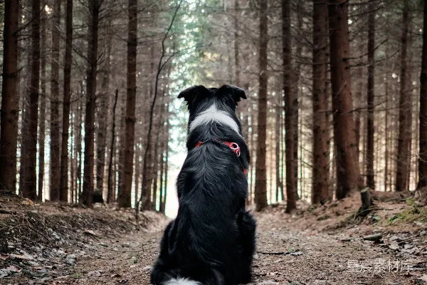 高清摄影 黑白相间的边境牧羊犬坐在地上，周围环绕着树木，白天的光线照射下来。