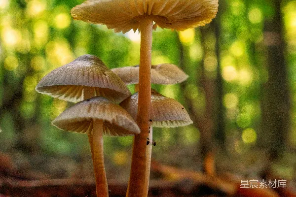 高清摄影 一丛蘑菇坐落在森林的地面上。