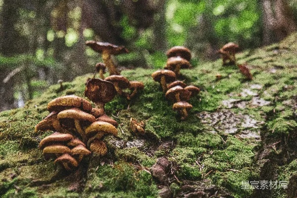 高清摄影 一簇蘑菇长在树桩上