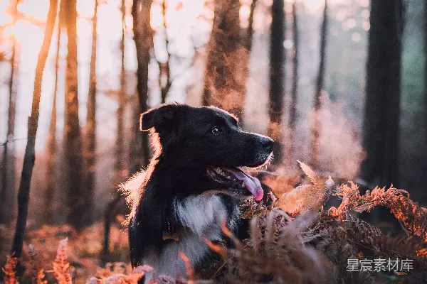 高清摄影 白天户外的成年黑白边境牧羊犬