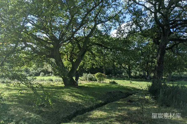 高清摄影 白天的绿草地上有树木