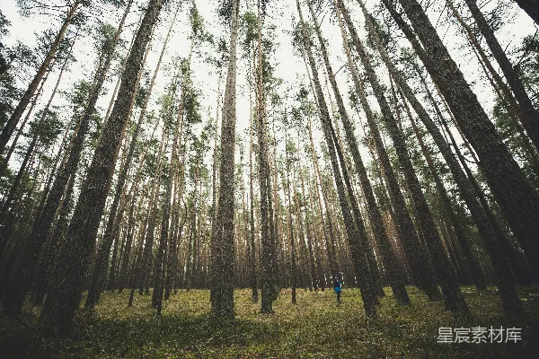 高清摄影 白天绿色草地上棕色的树木
