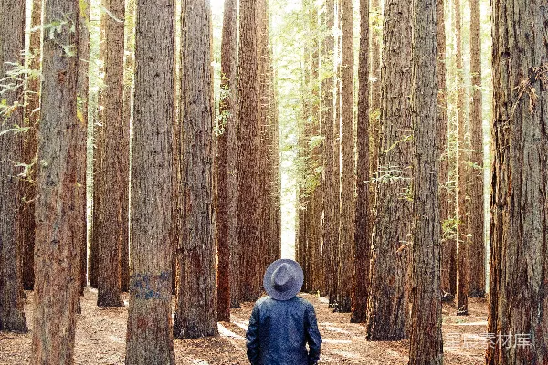 高清摄影 站在棕色树木下的人