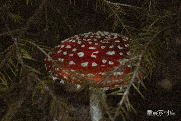 高清摄影 一颗红色的蘑菇长在树上