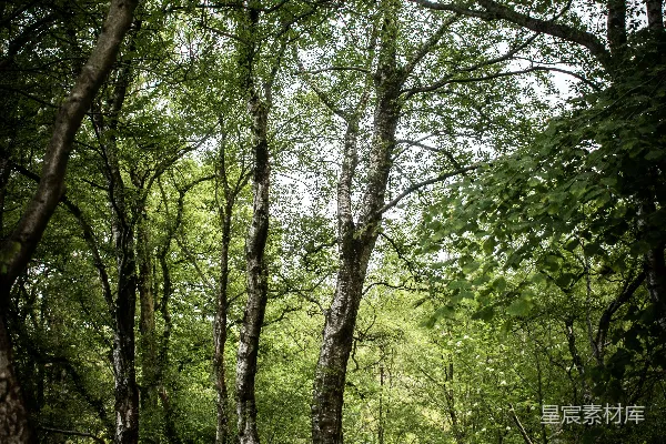 高清摄影 绿树在白天的绿色草地上
