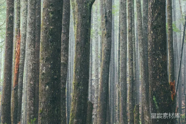 高清摄影 森林中的树