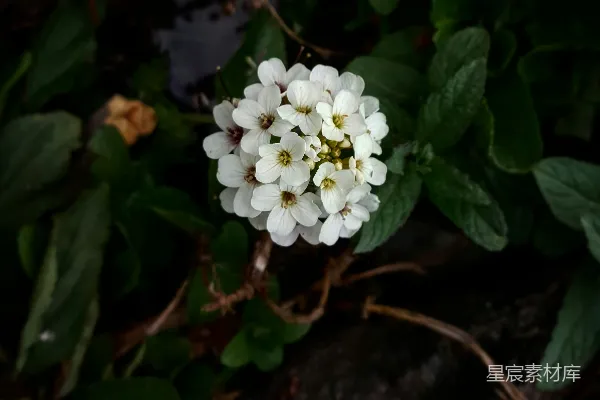 高清摄影 浅景深拍摄的白色花朵照片