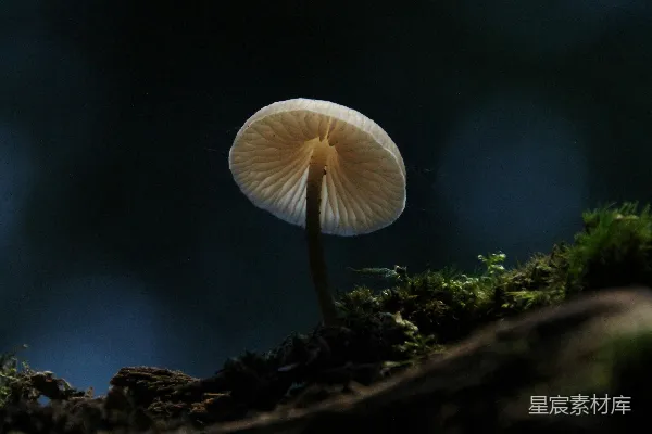 高清摄影 从岩石上长出的白色蘑菇