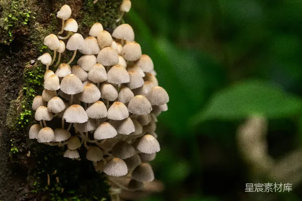 高清摄影 一簇蘑菇生长在树上
