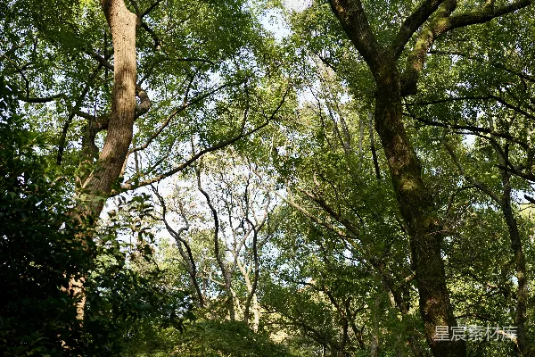 高清摄影 低角度拍摄平静蓝天下的绿叶树