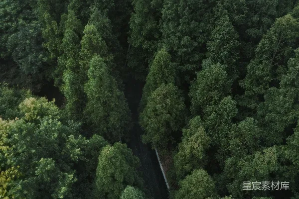 高清摄影 路边的绿树