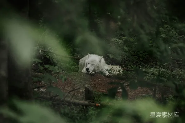 高清摄影 一只白狼在森林里安静地睡觉。