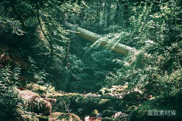 高清摄影 河流旁树木环绕的风景摄影