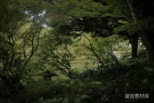高清摄影 宁静的日本花园景色，绿意盎然。