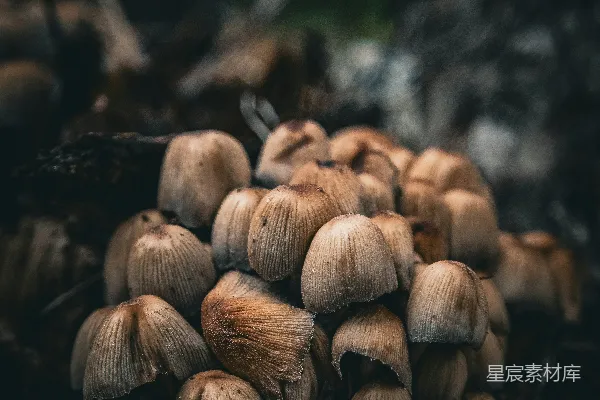 高清摄影 一群蘑菇