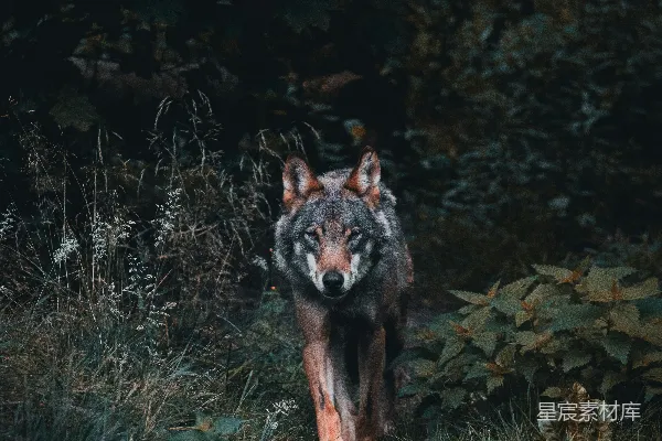 高清摄影 一只孤狼在夜晚的森林中行走。