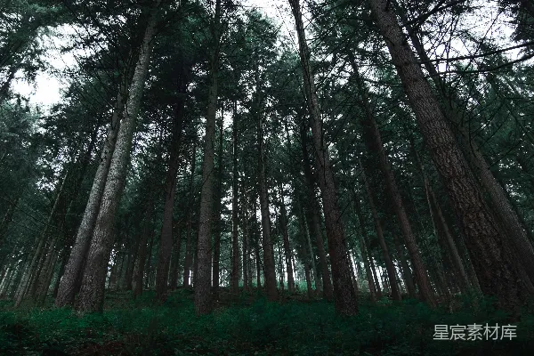 高清摄影 白天的绿草地上有绿树。