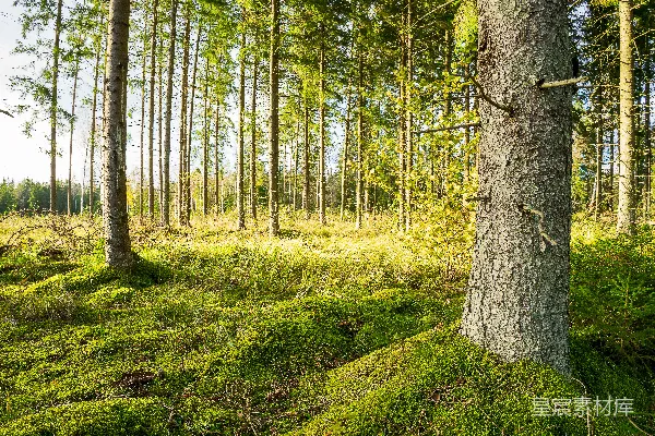 高清摄影 一片充满绿色草地的森林