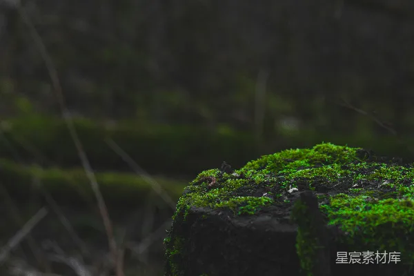 高清摄影 被苔藓覆盖的树桩在黑暗的森林里。
