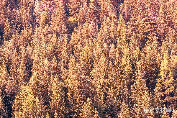 高清摄影 一片树林