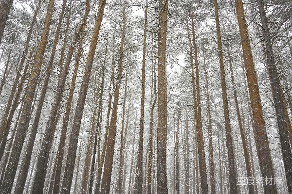 高清摄影 一片充满高大树木的森林，树木上覆盖着积雪。