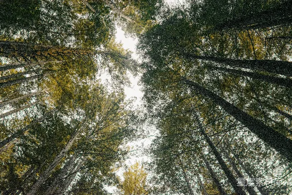 高清摄影 仰望森林中的高大树木
