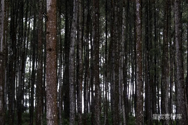 高清摄影 一片树林