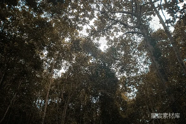 高清摄影 抬头看森林树冠