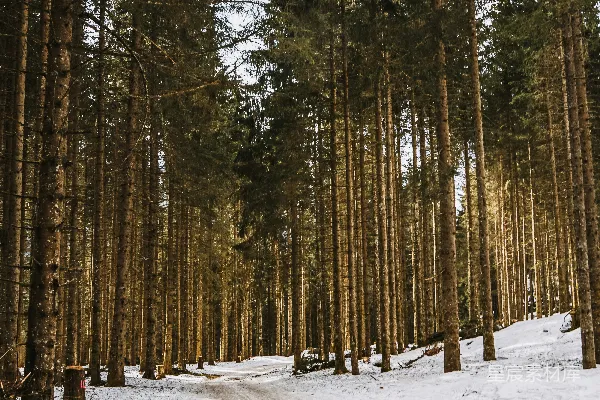 高清摄影 棕色的树木在覆盖着雪的地面白天时的景象