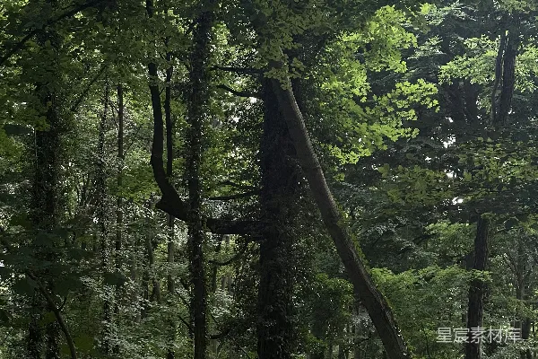 高清摄影 一片高大的树木组成的森林