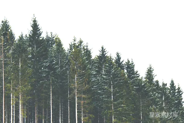 高清摄影 一排松树在雪中
